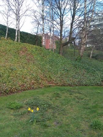 Ivy on slope in rottenrow gardens