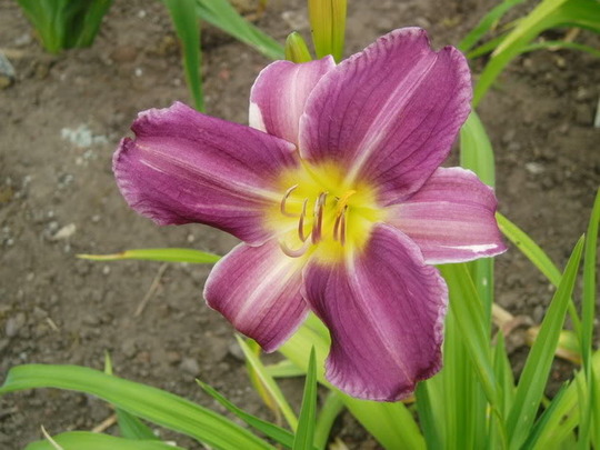 Prairie Blue Eyes