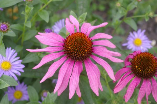 cone flower