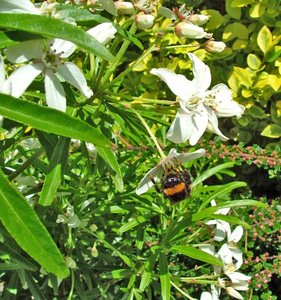 bee on Choisya ternata