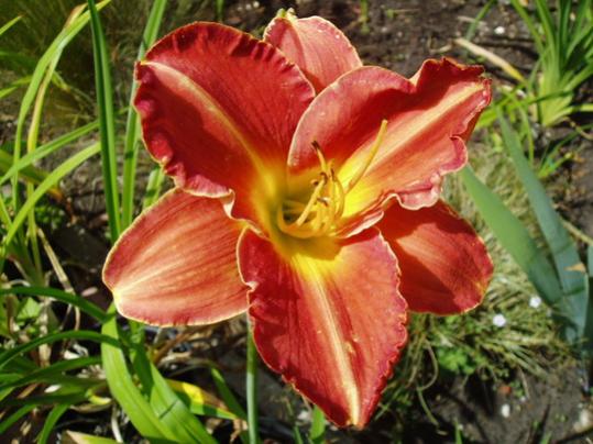 SEEDLING 4
Fabulous colour and huge flowers.