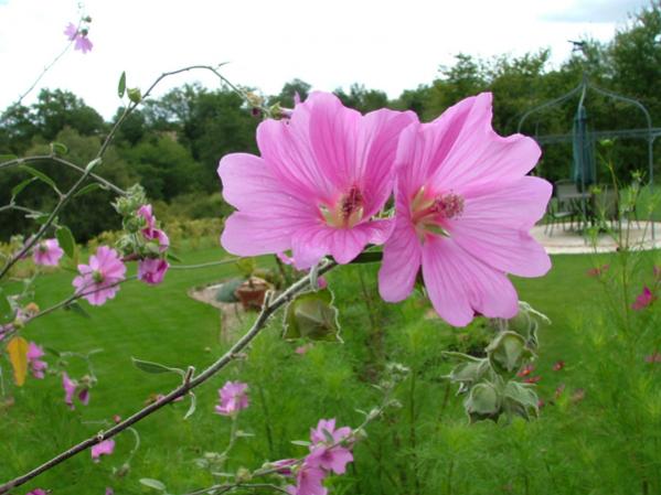 Lavatera