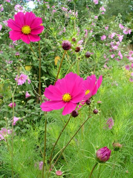 flower border