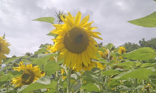 Sunflower and bumble bee