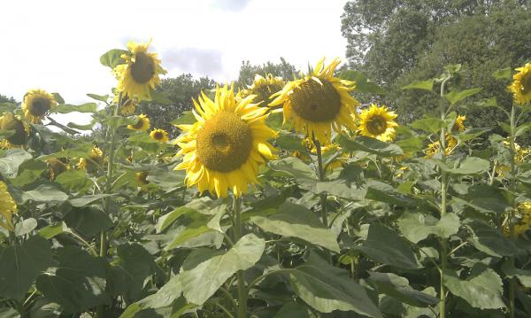 Sunflower jungle