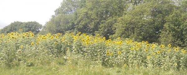 Sunflower field