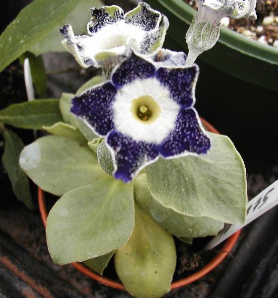 starflower