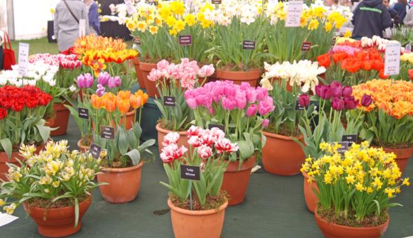 RHS Flower Show 10 April 2011