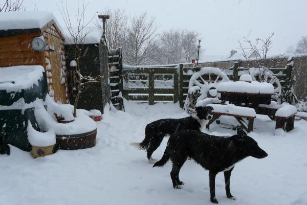 leto and urv in back garden in winter