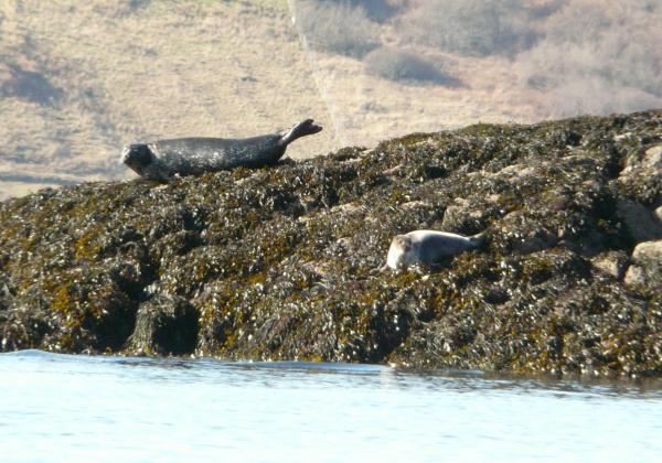 seals down from house