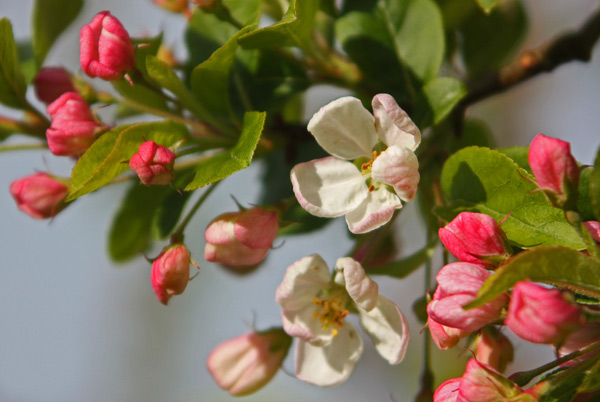 appleblossom