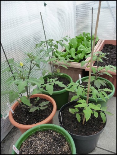 Various tomato plants, flowers appearing