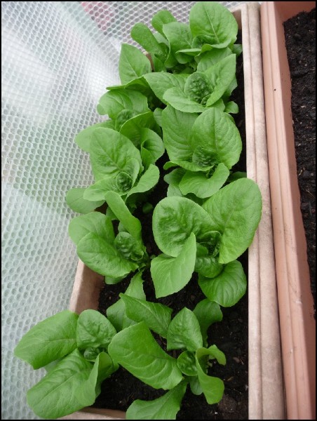 Winter Gem 'cos' vaila lettuces grown in a container