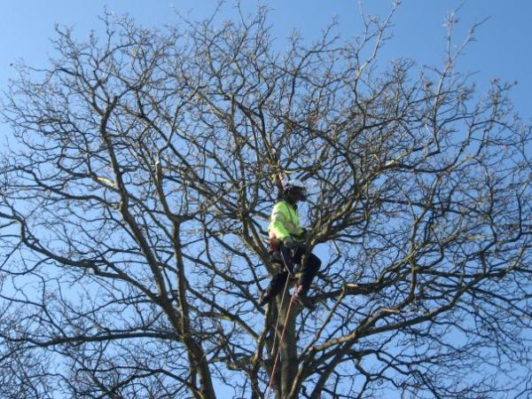 Sycamore pruning