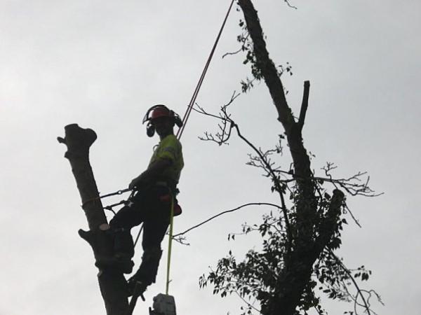 Sycamore dismantling