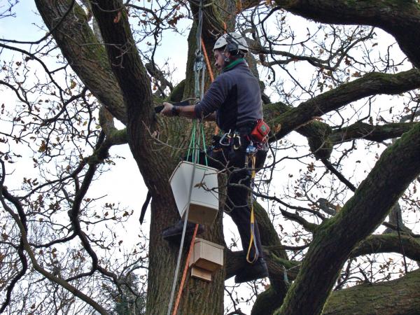 Bat box installation