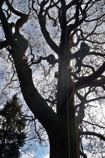 Bat box installation