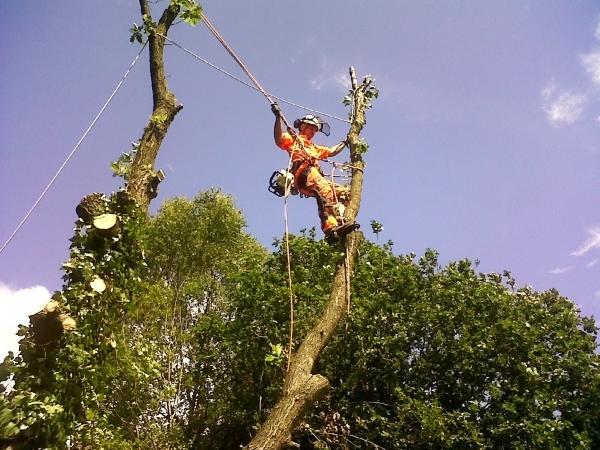 Oak dismantle over railway line