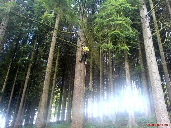 Climbing big spruce