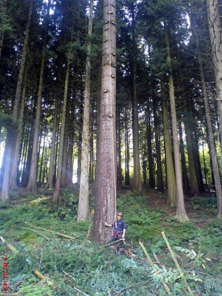 Standing by big spruce for comparison