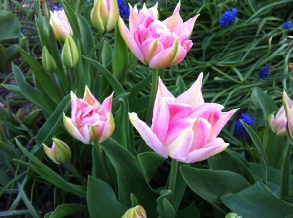 Tulips from the front garden, not sure of the variety.