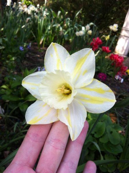 Possibly my favourite Daff, was part of a mixed bag I bought....