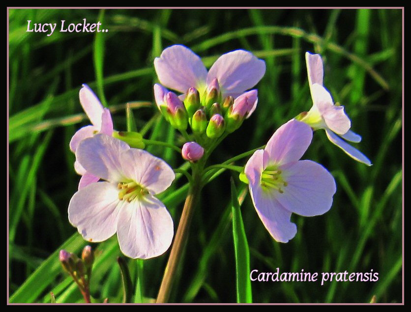 cuckoo flower 2