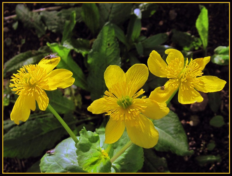 marsh marigold Caltha Palustris