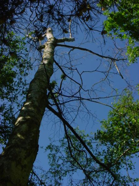 The same tree from the rear.