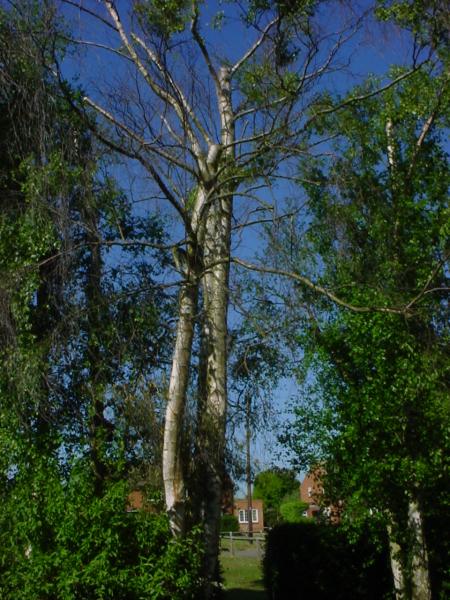 This shows both trees, with the apparently dead one in the foreground.