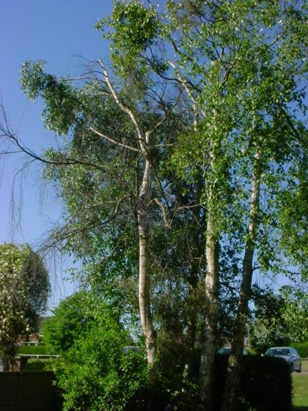 Same two trees, the one with some growth on one branch is on the right.