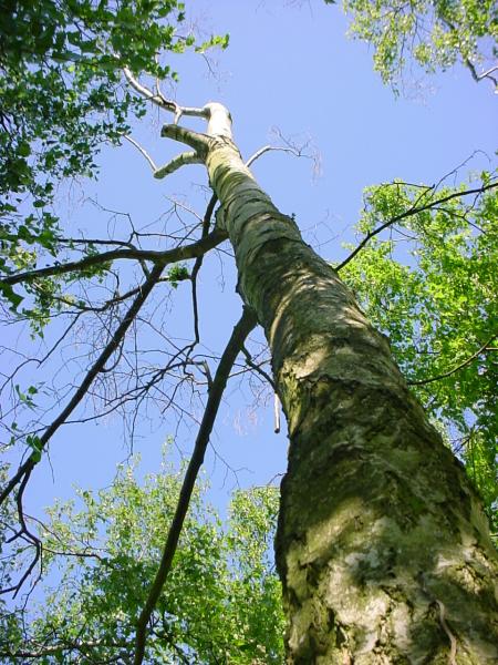 The tree with some growth on one branch from below. The growth can just be seen on the left...