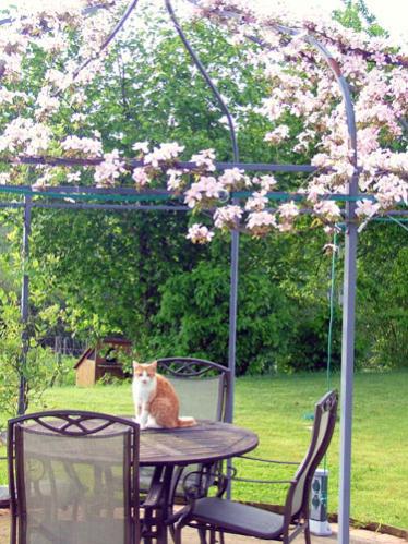 Toffee in the gazebo