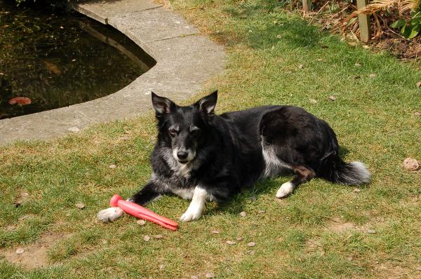 Zoe the collie