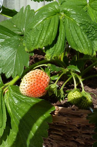 strawberry!! My first and hopefully not my last