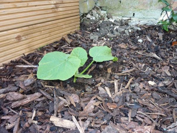 Pumpkin planted 5/5/11 this is before it got eaten!