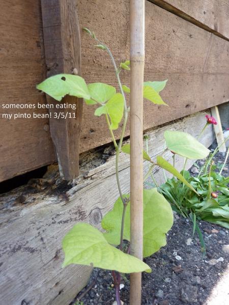 Pinto bean my daughter grew at school