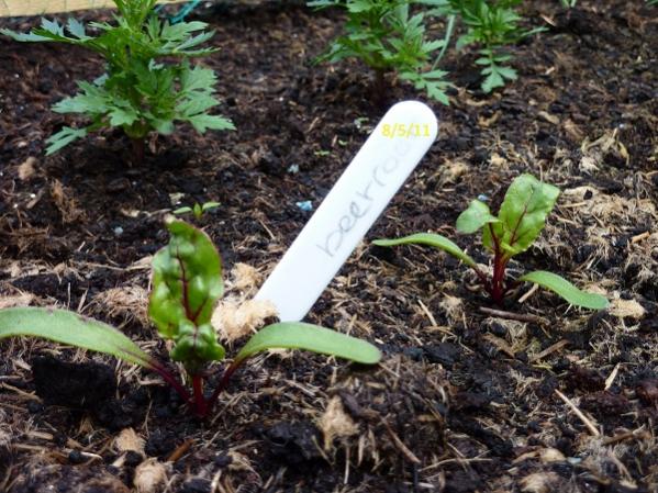 My first beetroot