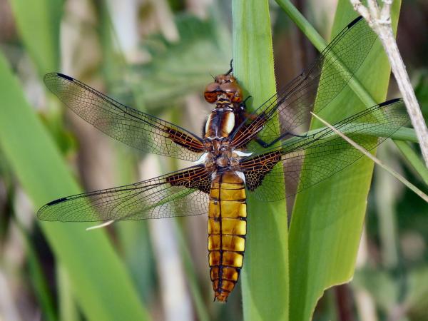 Scarce Chaser