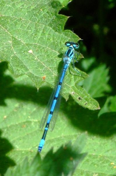 Azure Damselfly