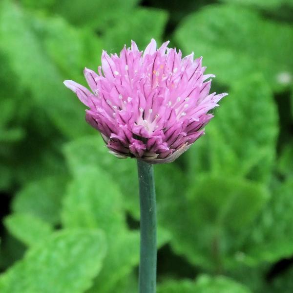 Garden allium