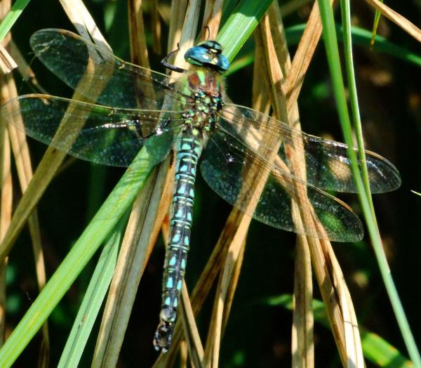 Hairy Dragonfly