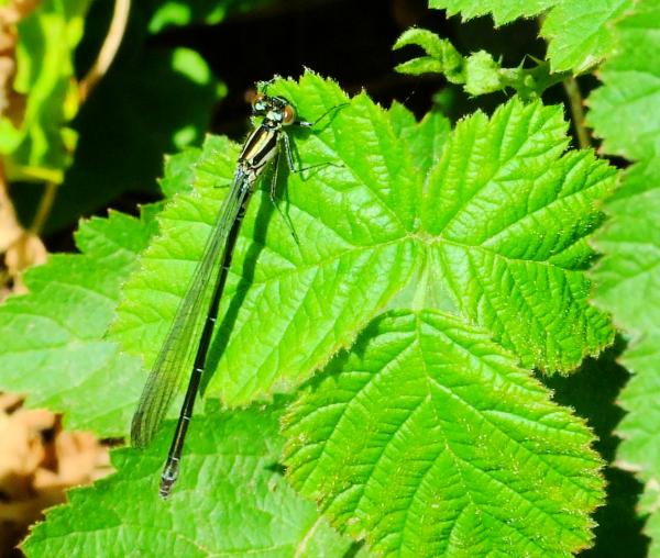 Female azure damselfly