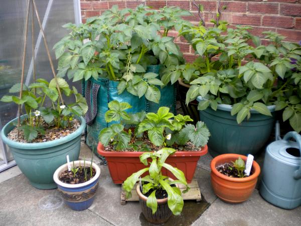 Potatoes, strawberries, garlic and marigolds