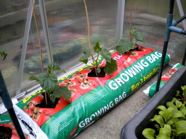 cucumbers growing nicely