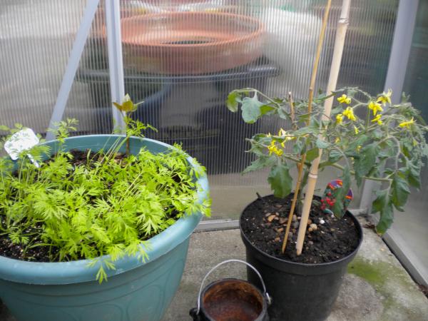 Pot of carrots and another bush tomato