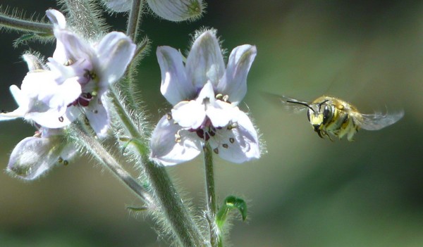 delphinium staphisagria