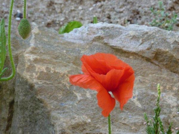 I love poppies.