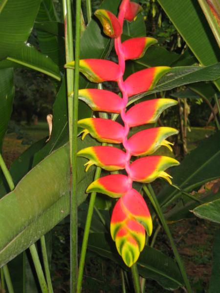 Heliconia Rostrata