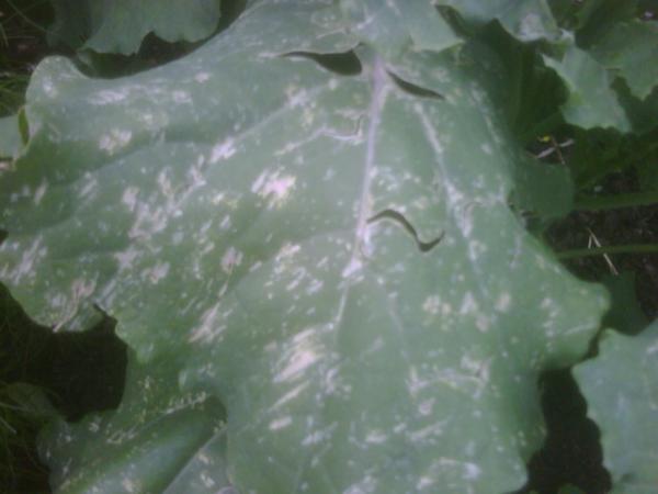 Sprouting Broccoli